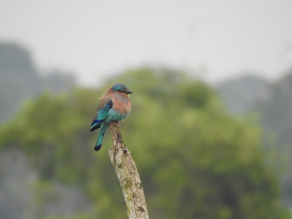 Indian Roller - ML646046291