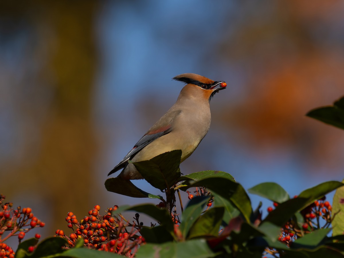 Japanese Waxwing - ML646046294