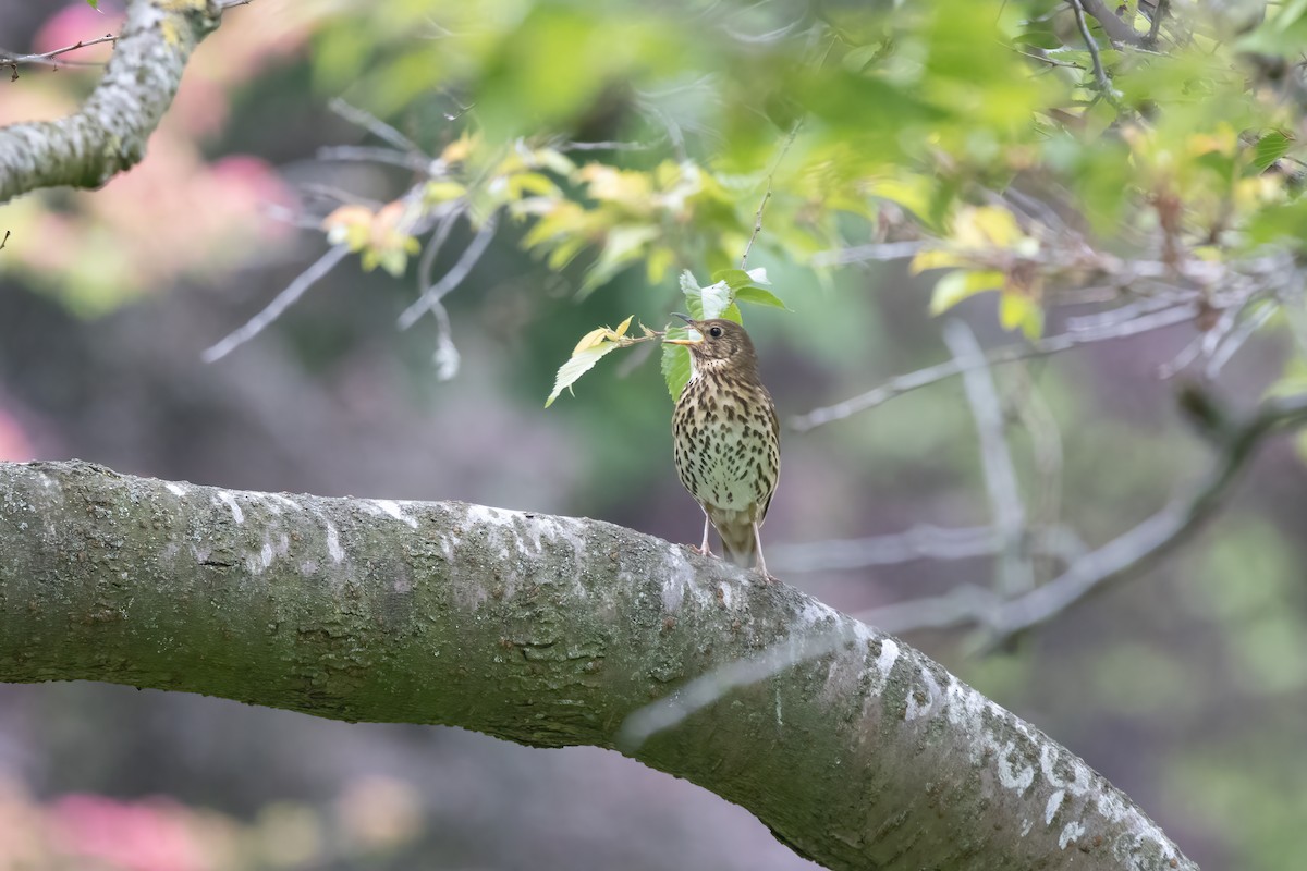 Song Thrush - Kalpesh Krishna