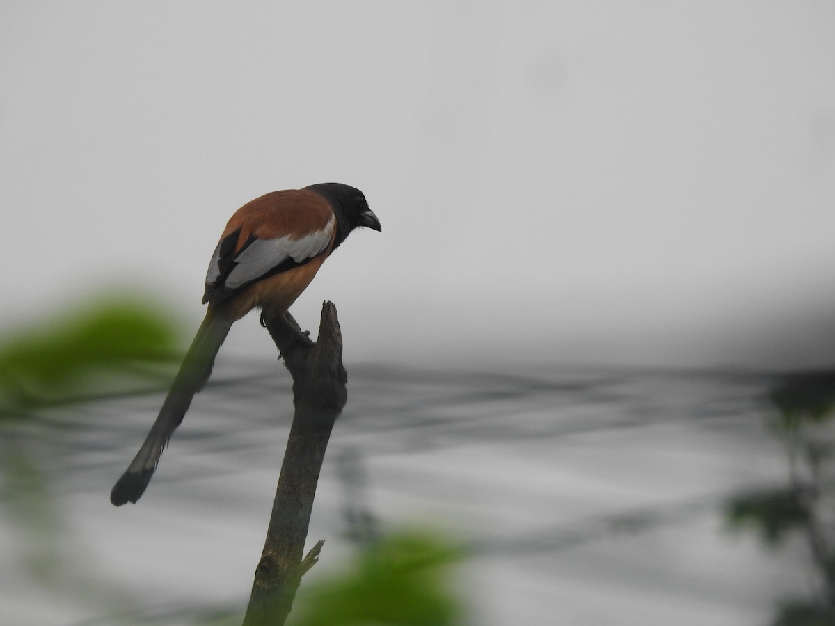 Rufous Treepie - ML646046301