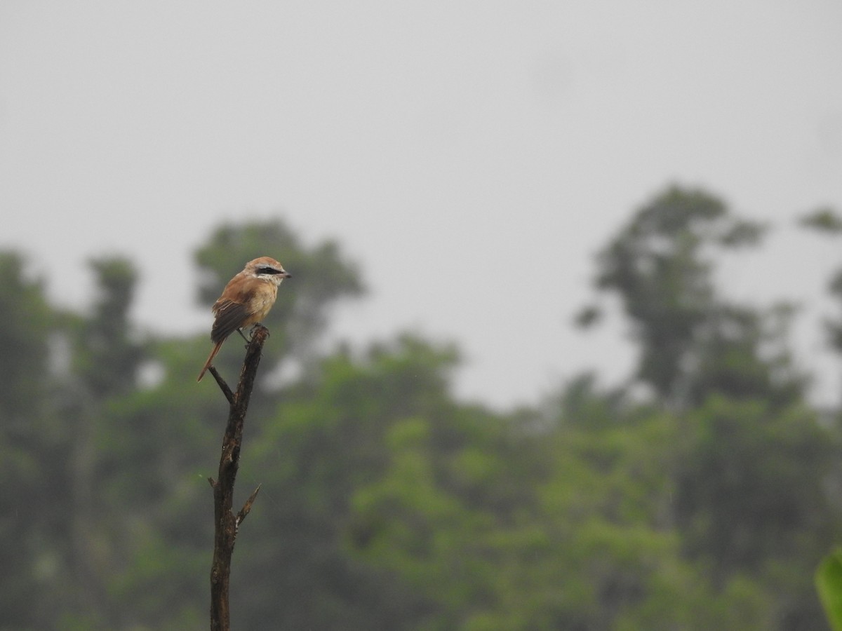 Brown Shrike - ML646046305