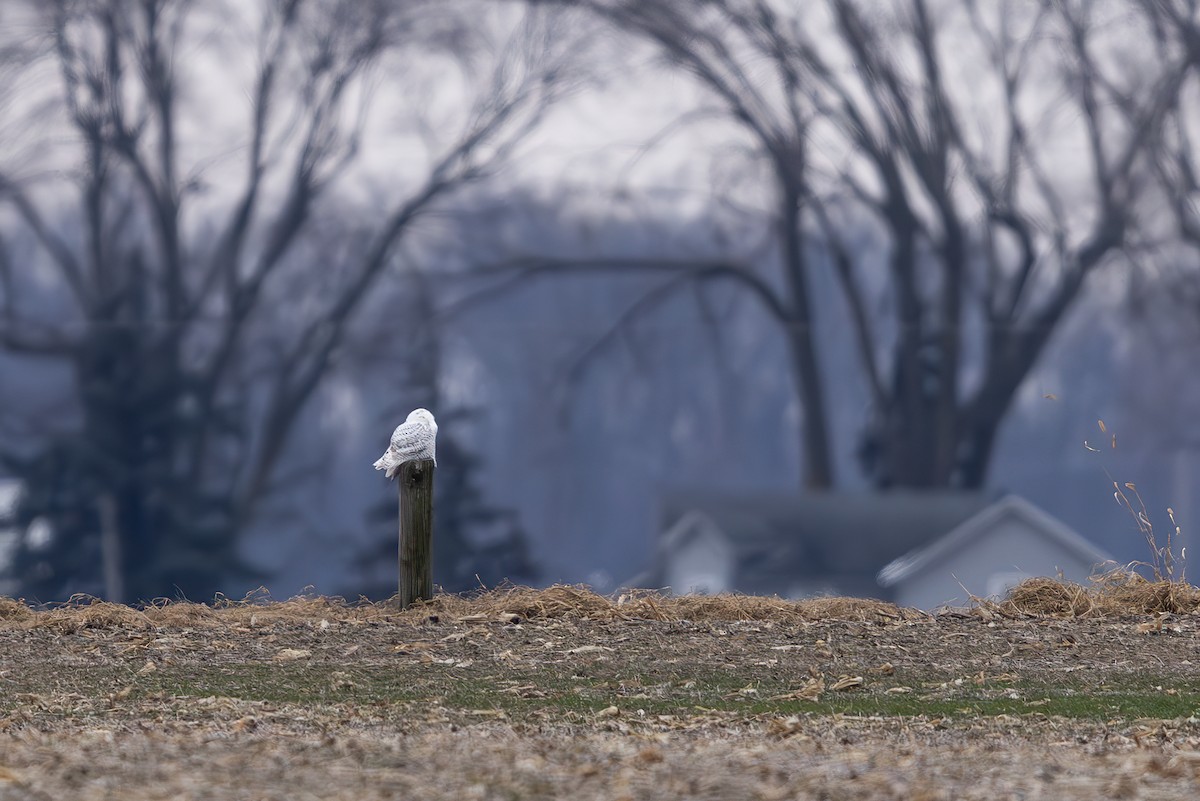 Snowy Owl - ML646046306