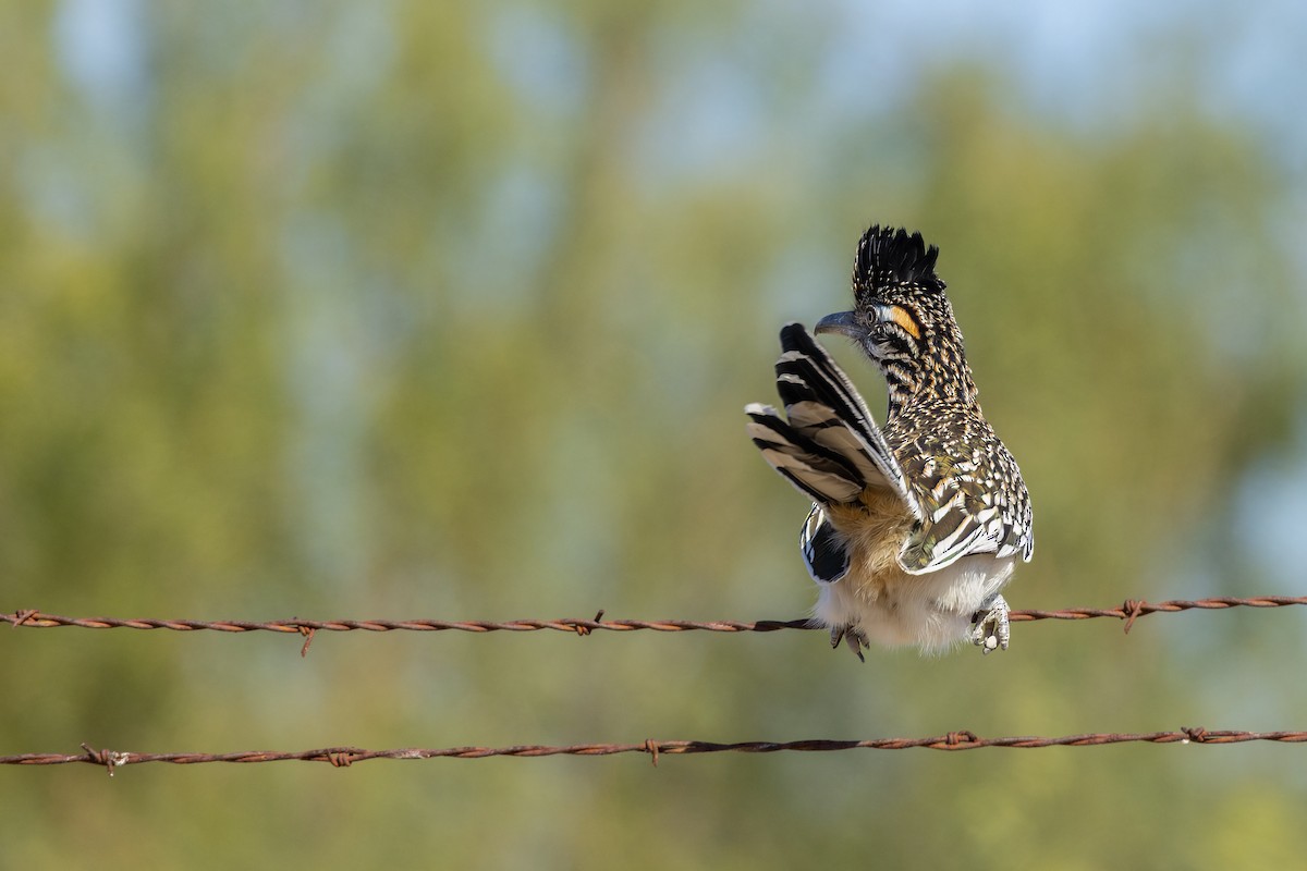 kukačka kohoutí - ML646046308