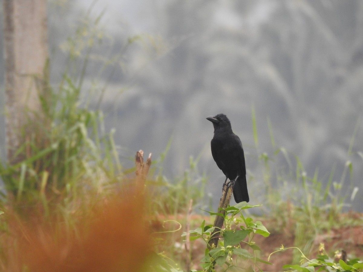 Large-billed Crow - ML646046309