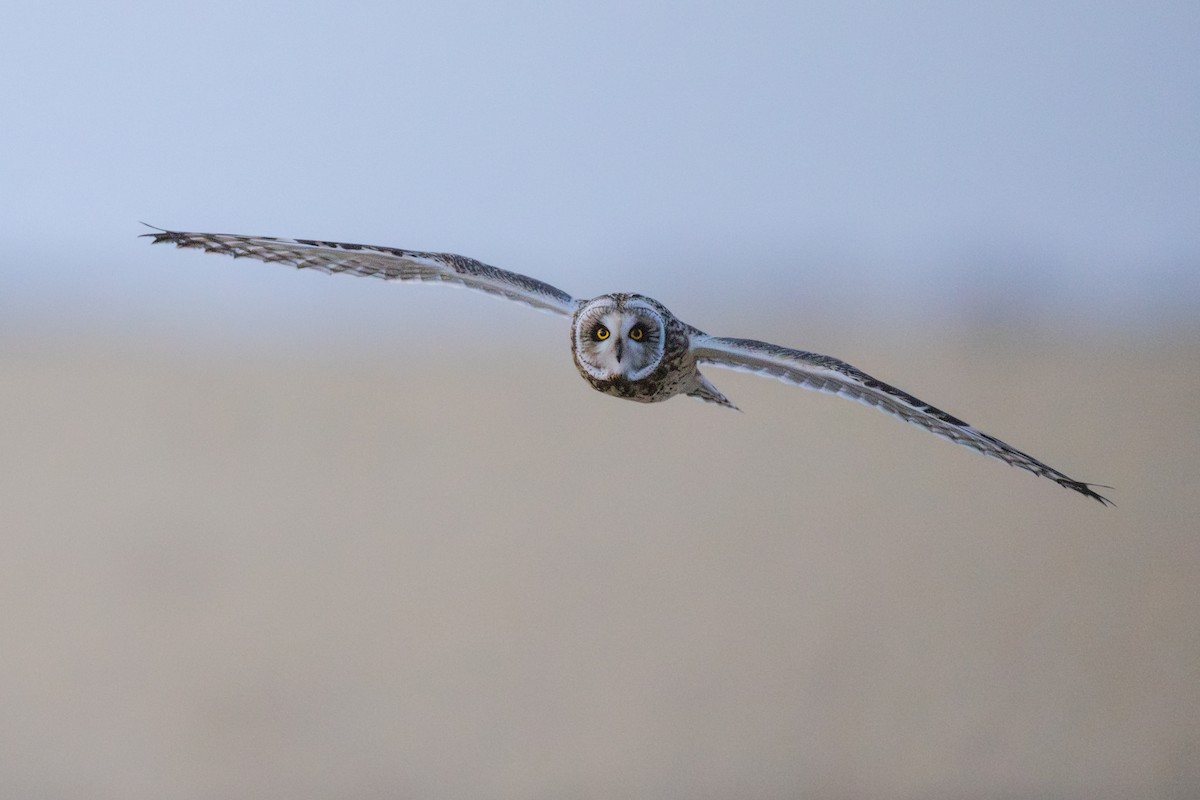 Short-eared Owl - ML646046311