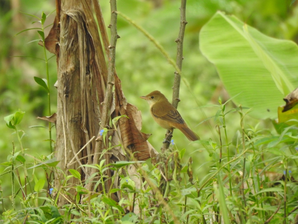 Очеретянка товстодзьоба - ML646046313