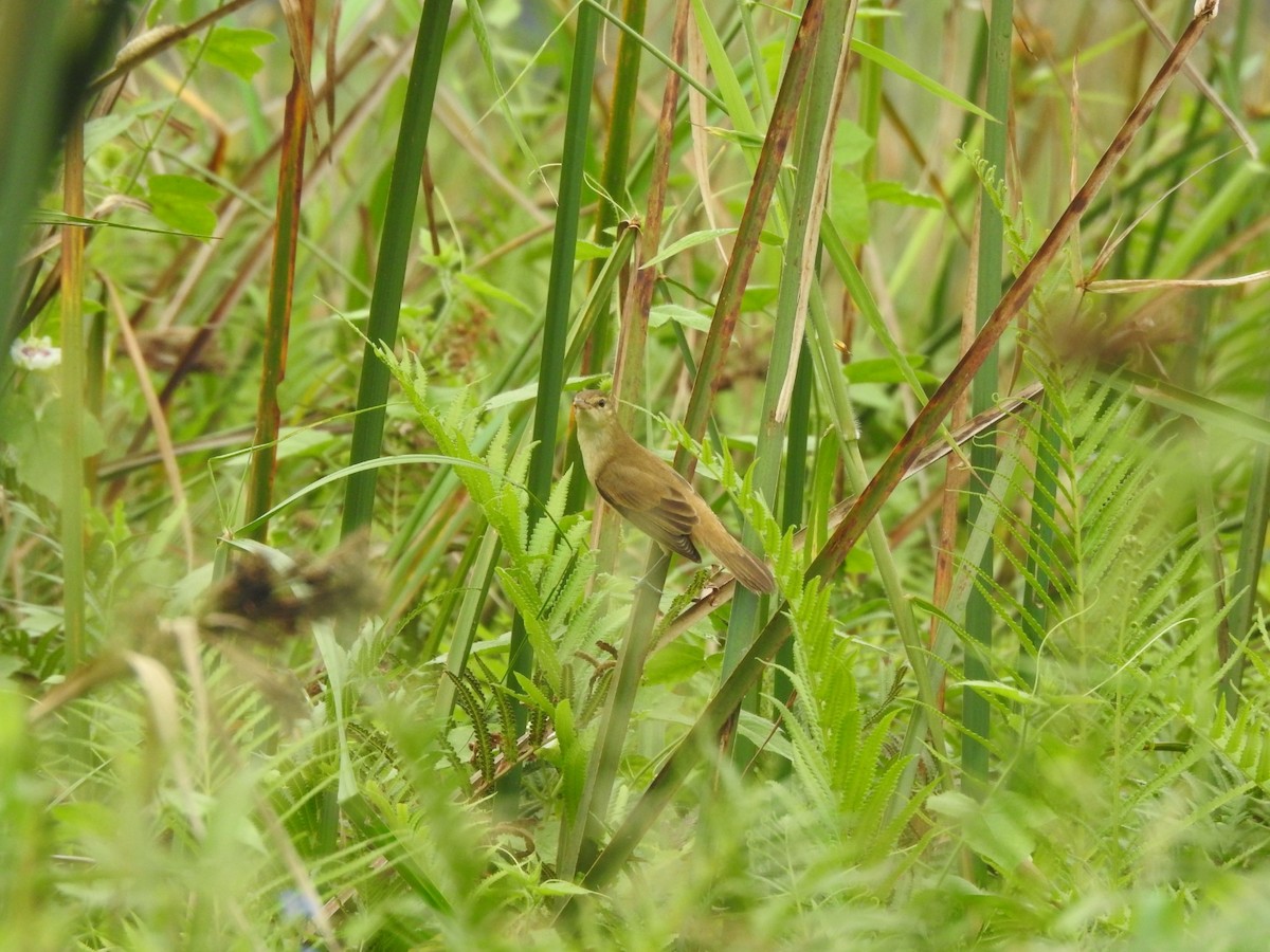 קנית אפריקנית - ML646046320