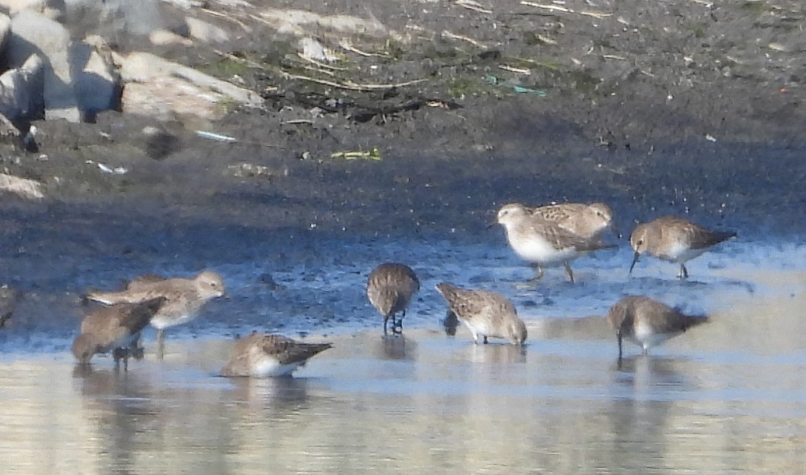 Western Sandpiper - ML646046325