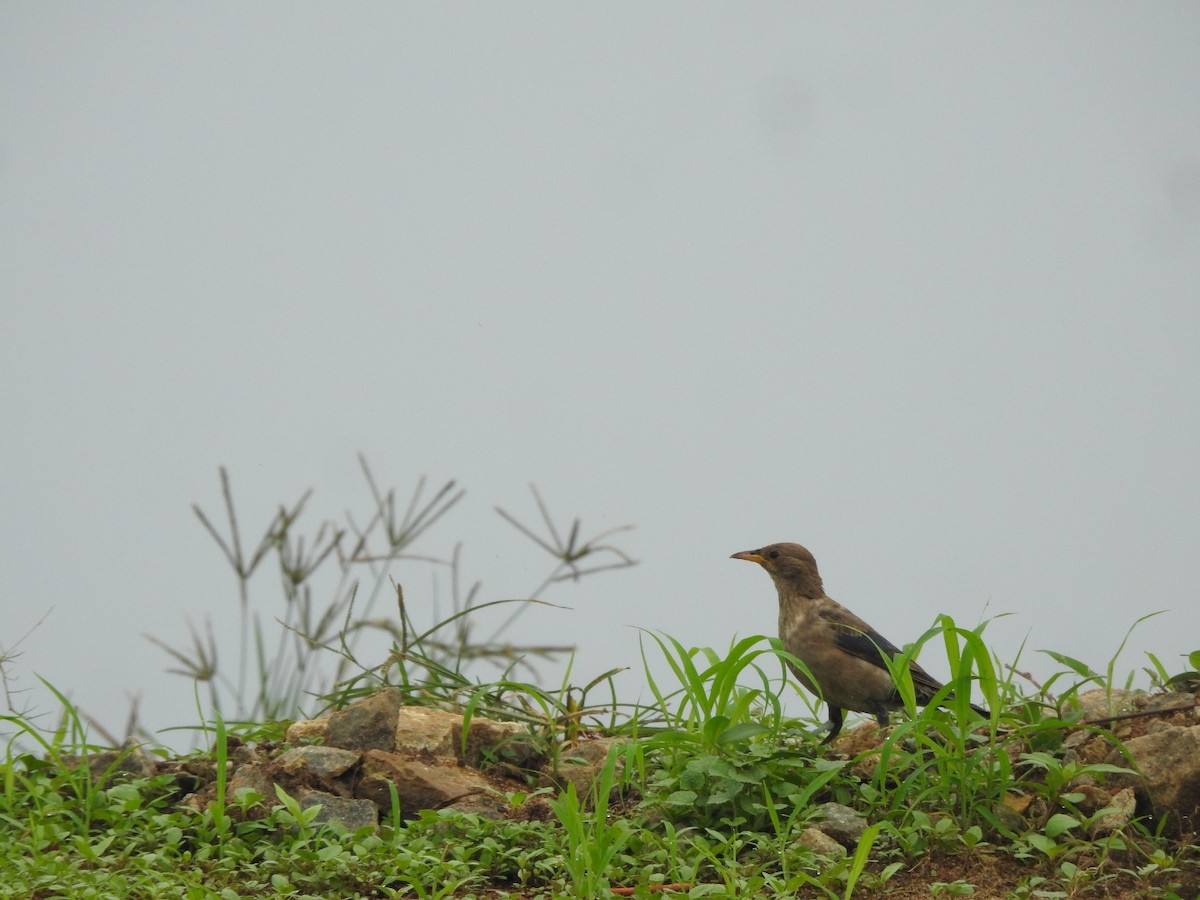 Rosy Starling - ML646046326