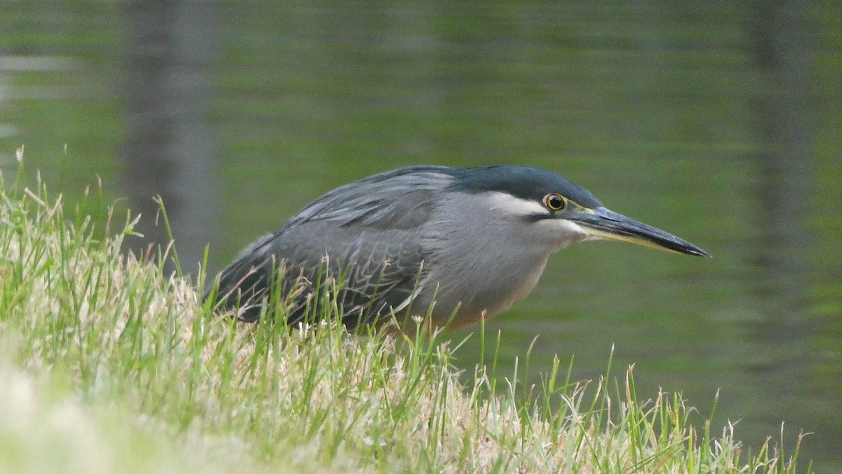 Airone striato - ML646046327