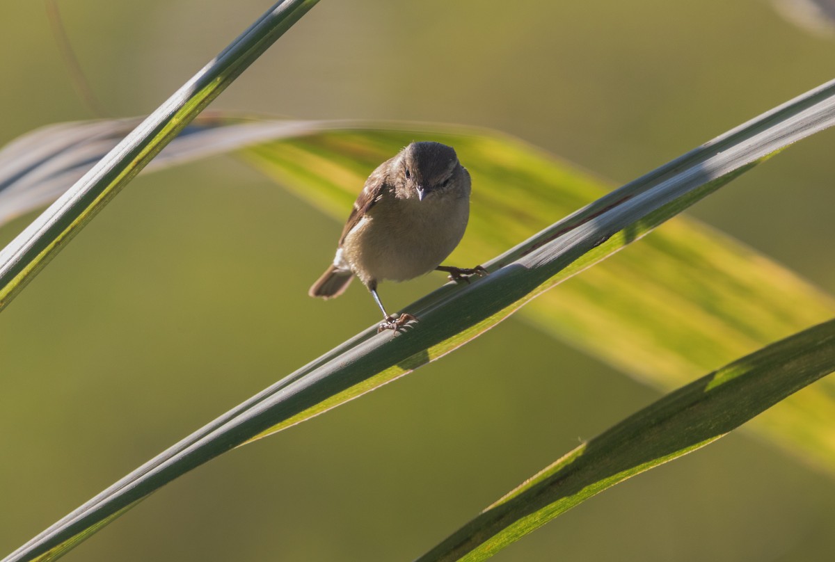 Hume's Warbler - ML646046335