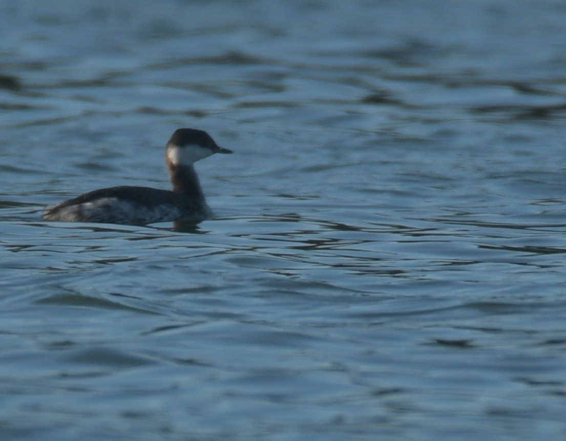 Красношейная поганка - ML646046338