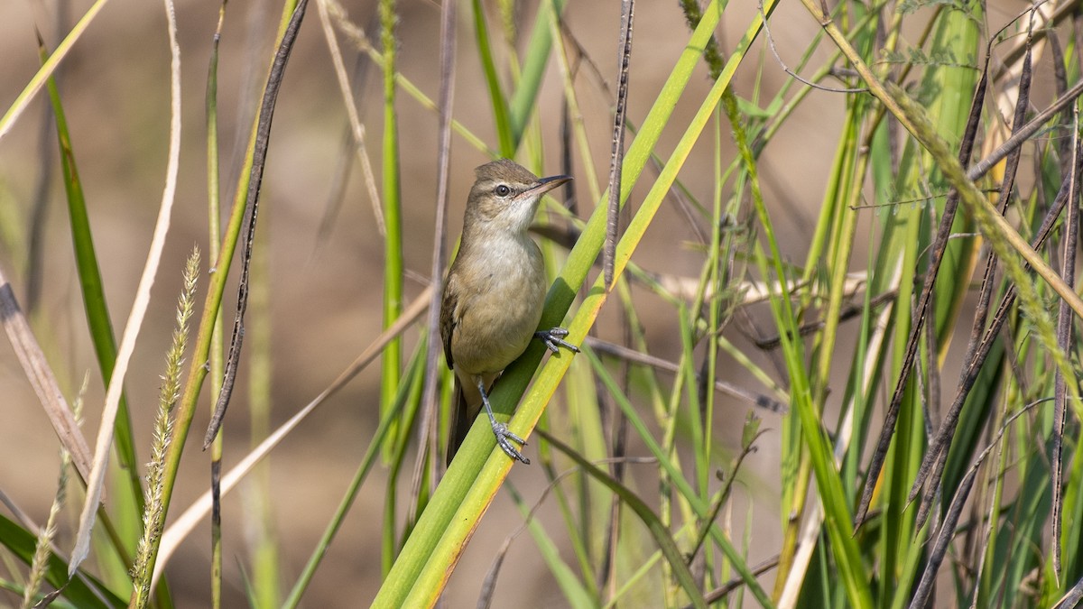 קנית אפריקנית - ML646046341