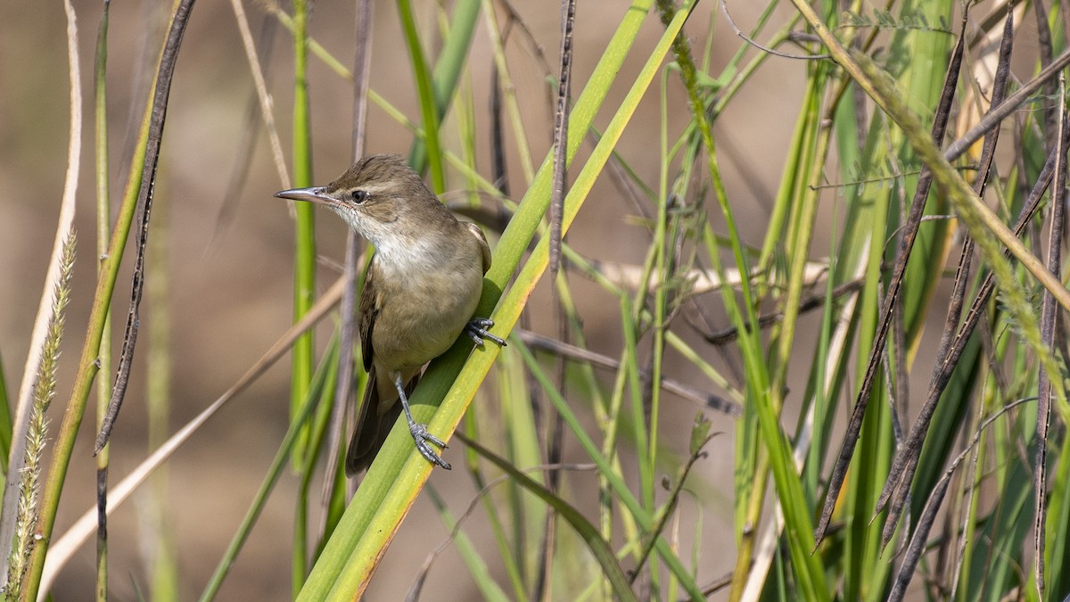 קנית אפריקנית - ML646046342