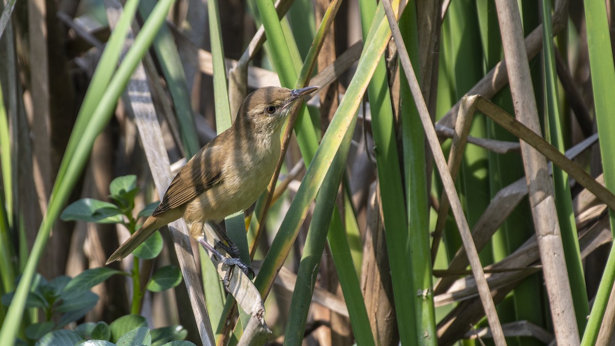 קנית אפריקנית - ML646046343