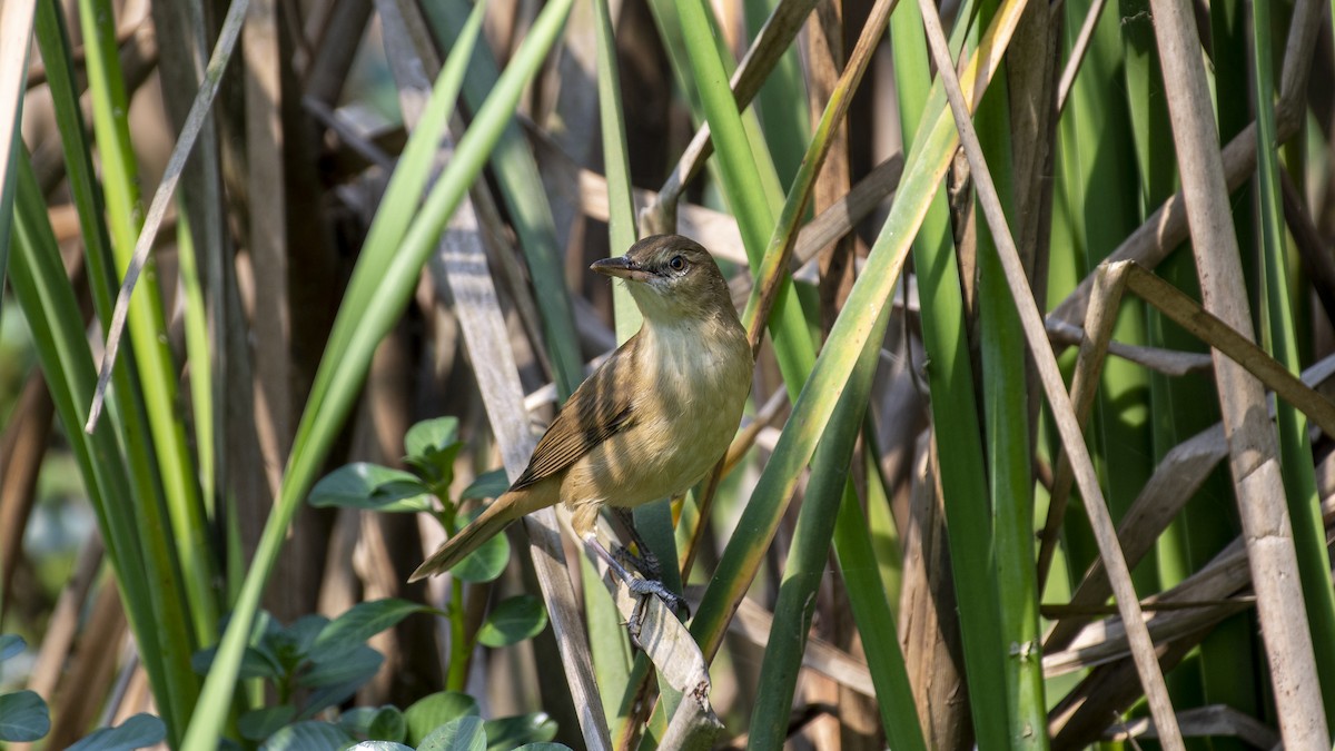 קנית אפריקנית - ML646046344
