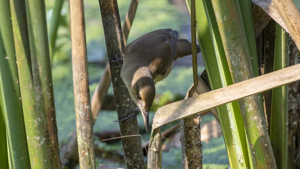 קנית אפריקנית - ML646046345