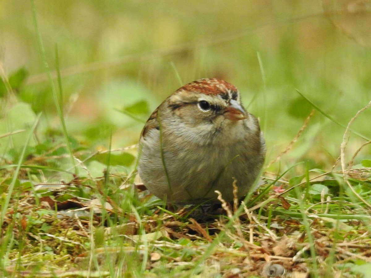 Карнатка білоброва - ML646046346