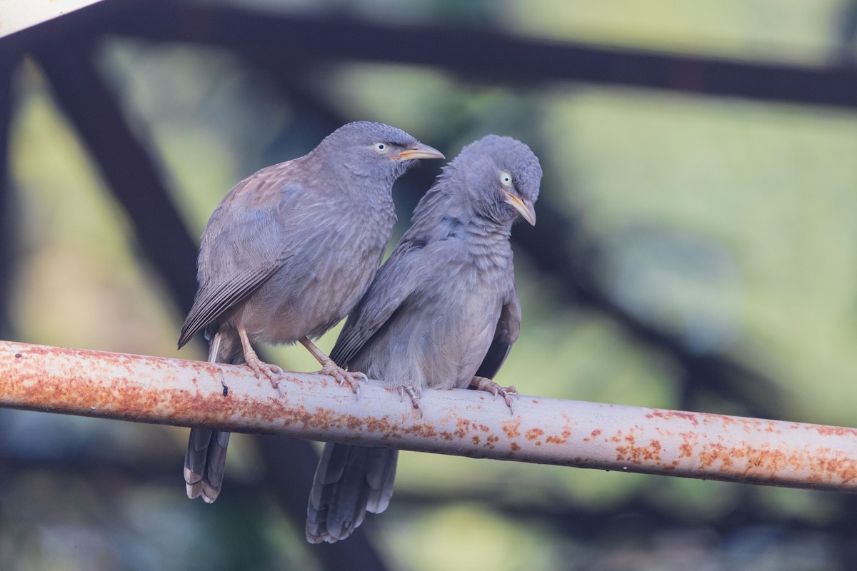 Jungle Babbler - ML646046347