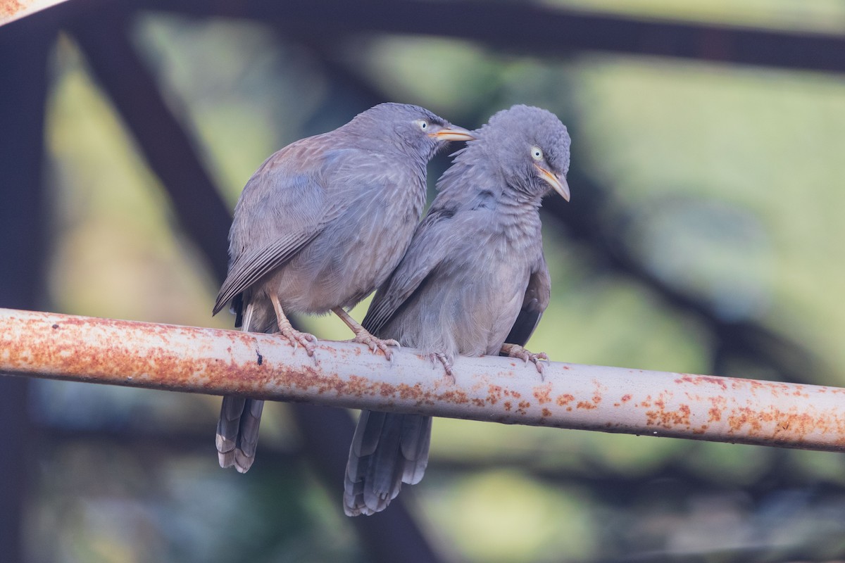 Jungle Babbler - ML646046348