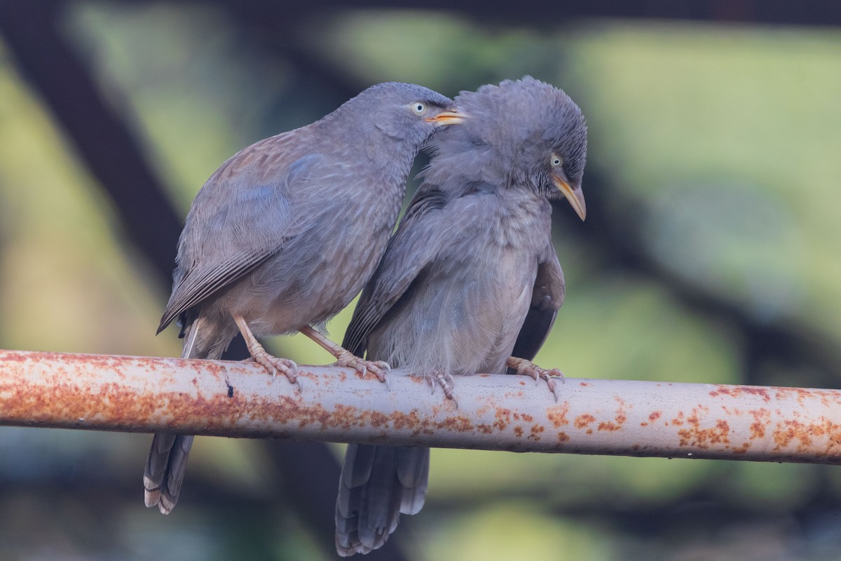 Jungle Babbler - ML646046349