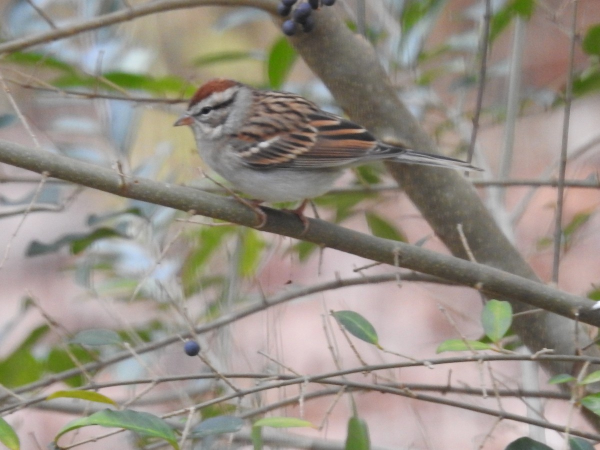 Карнатка білоброва - ML646046356