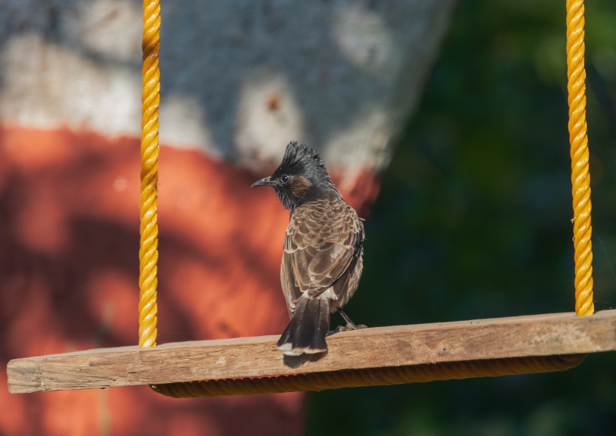 Red-vented Bulbul - ML646046357
