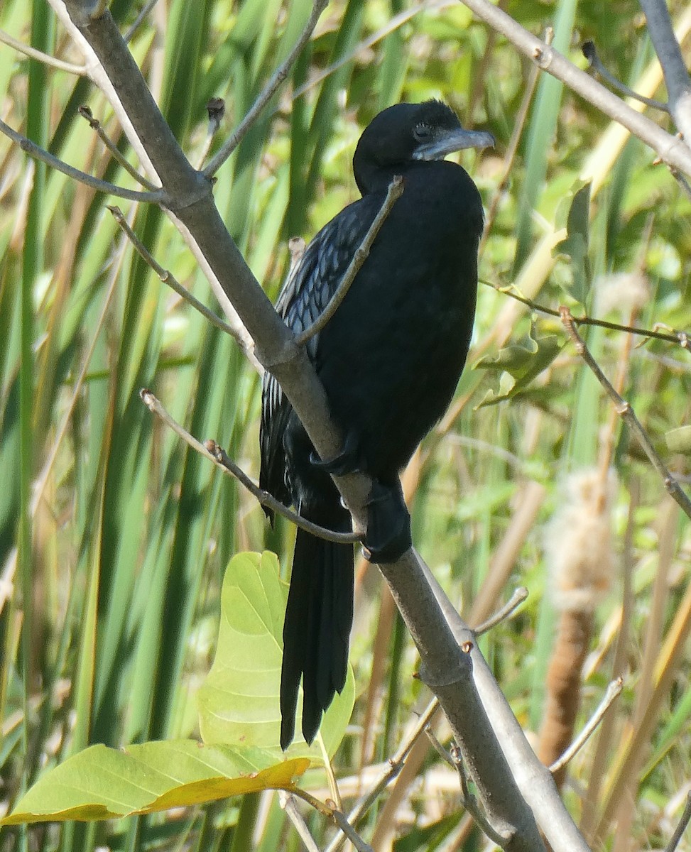 Little Cormorant - ML646046358