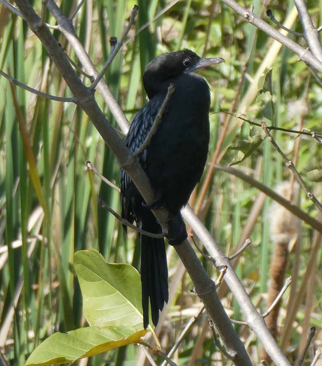 Little Cormorant - ML646046367