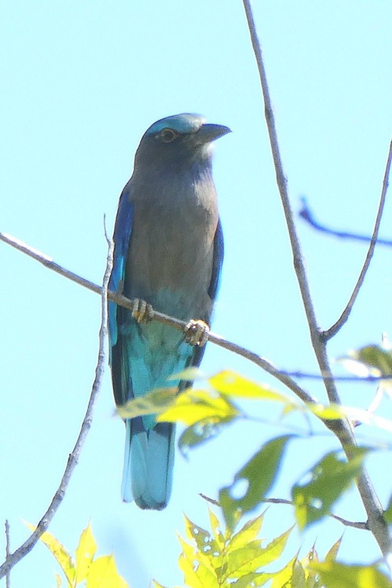 Indochinese Roller - ML646046372