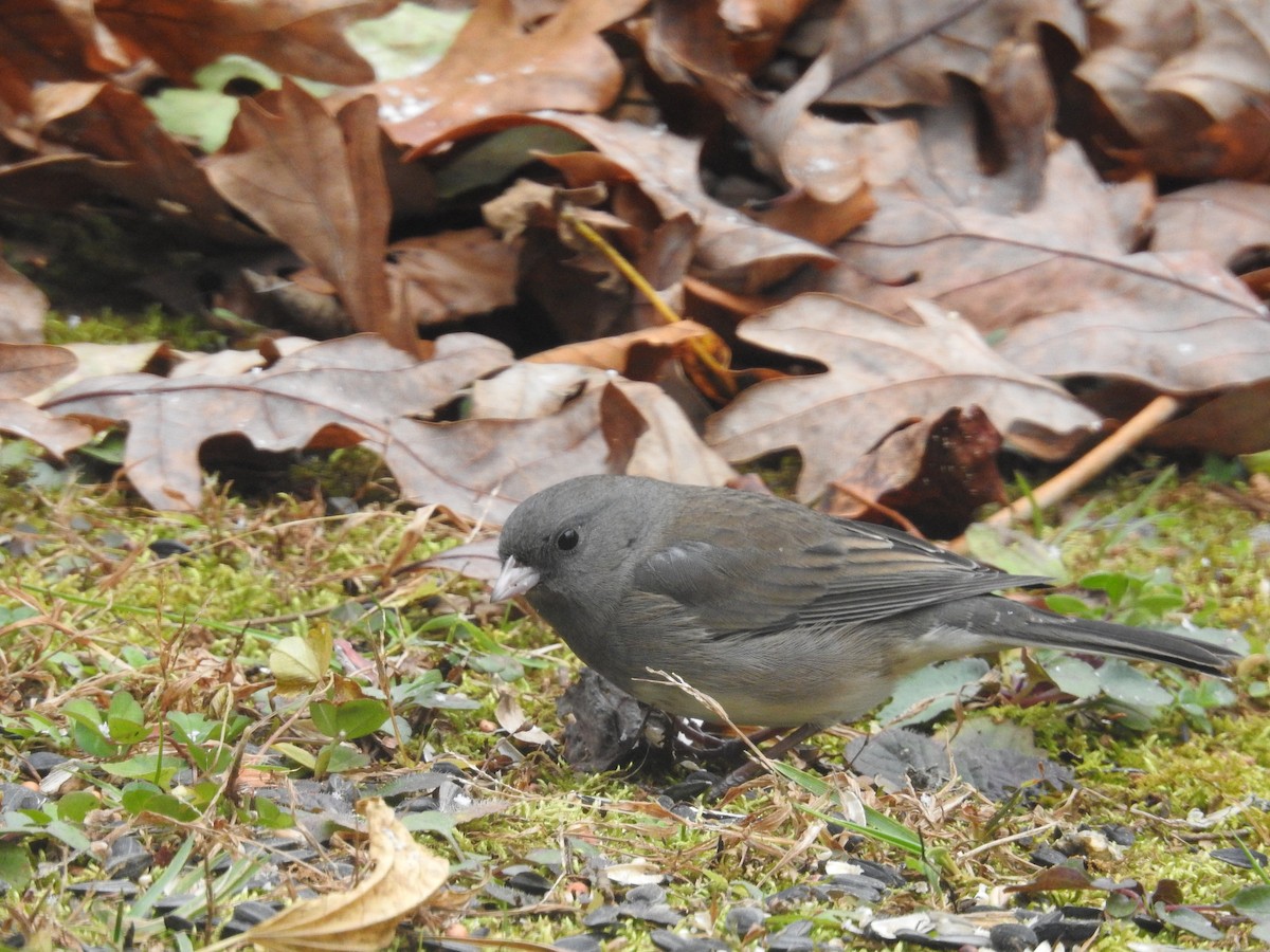 Dark-eyed Junco - ML646046373