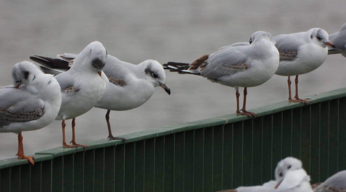 Mediterranean Gull - ML646046374