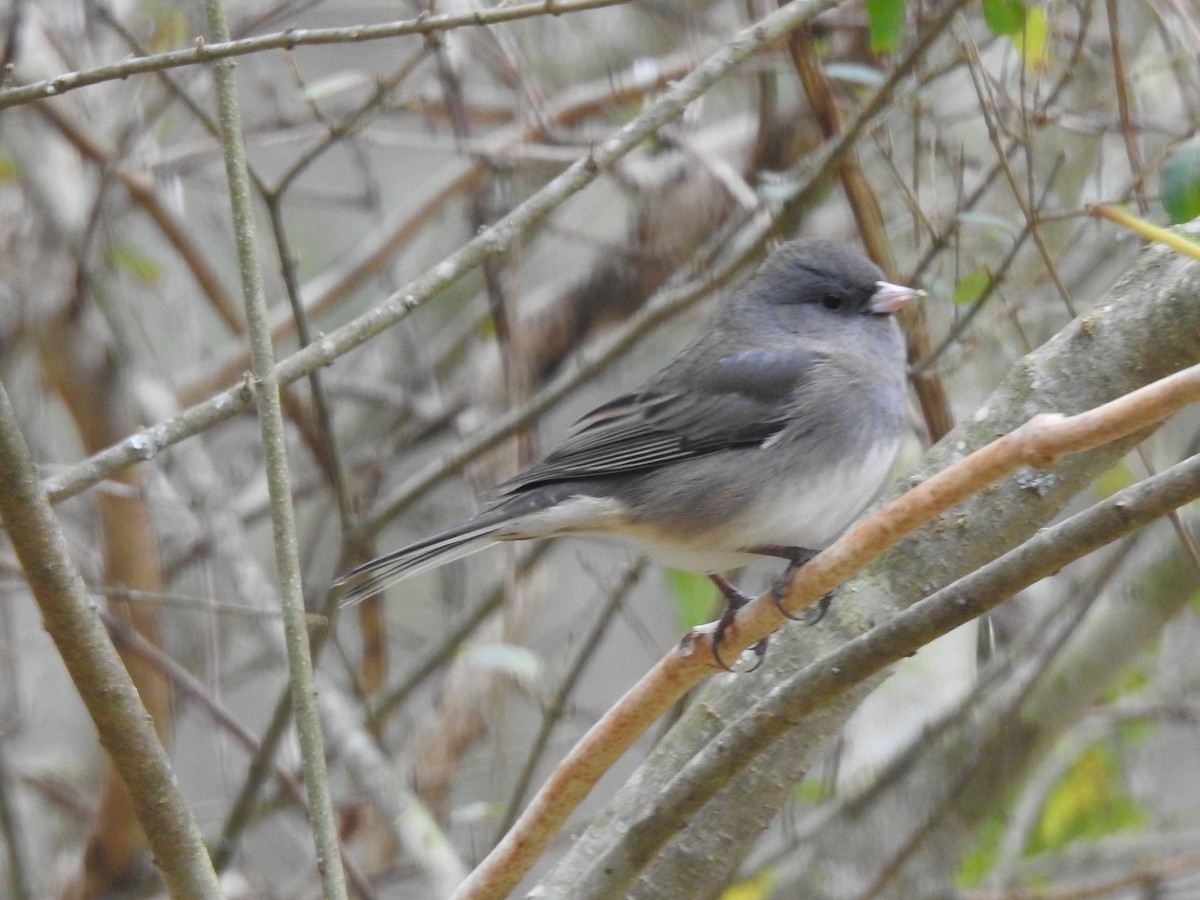 Dark-eyed Junco - ML646046376