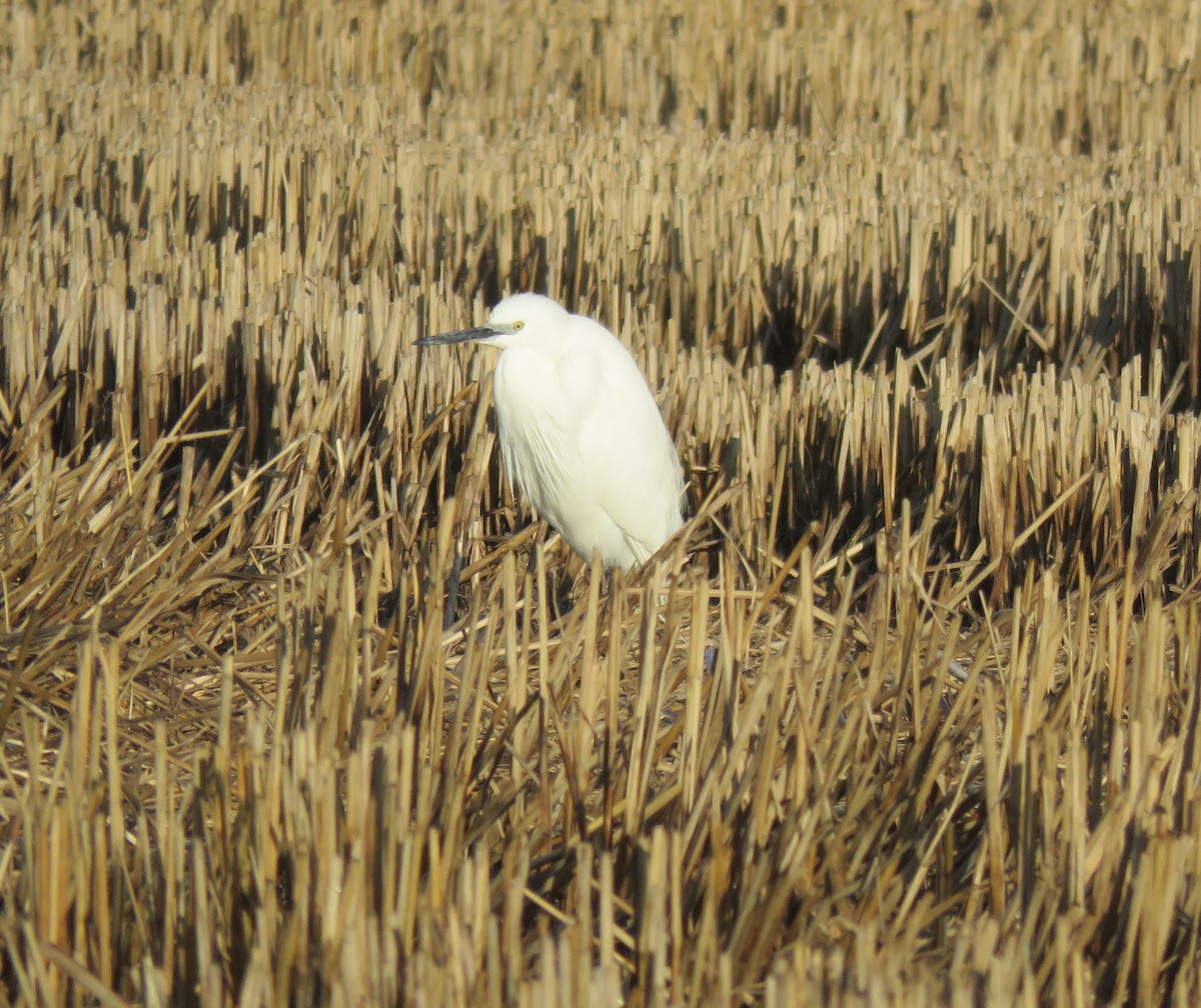Little Egret - ML646046379