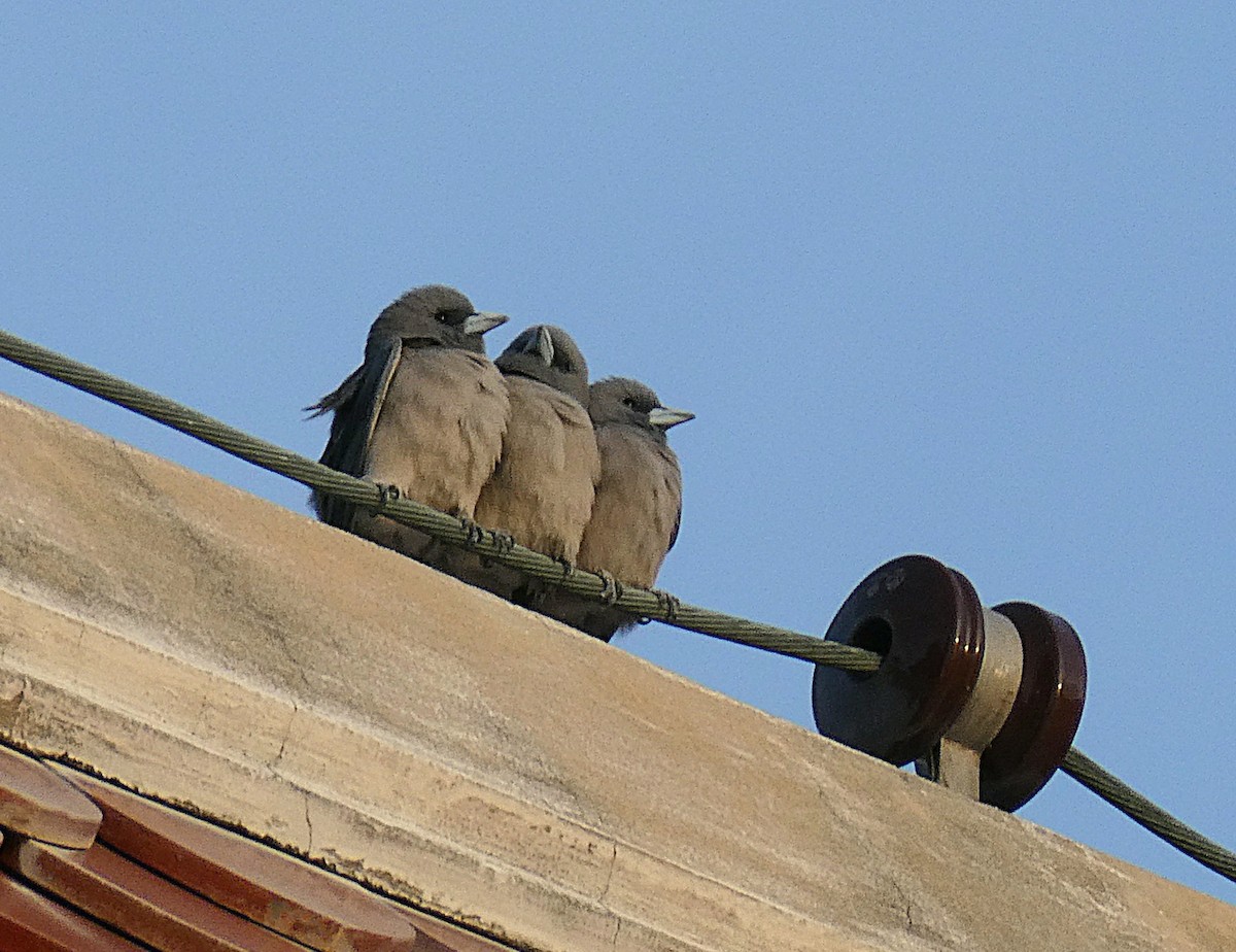Ashy Woodswallow - ML646046382