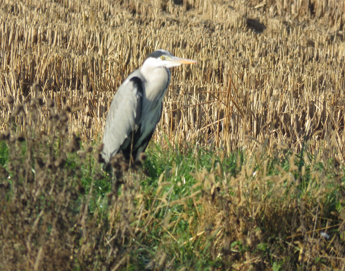 蒼鷺 - ML646046389