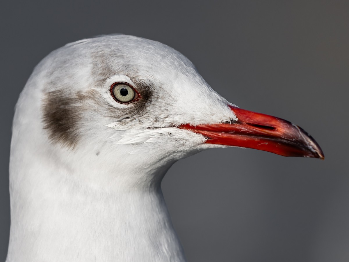 Gaviota Centroasiática - ML646046398