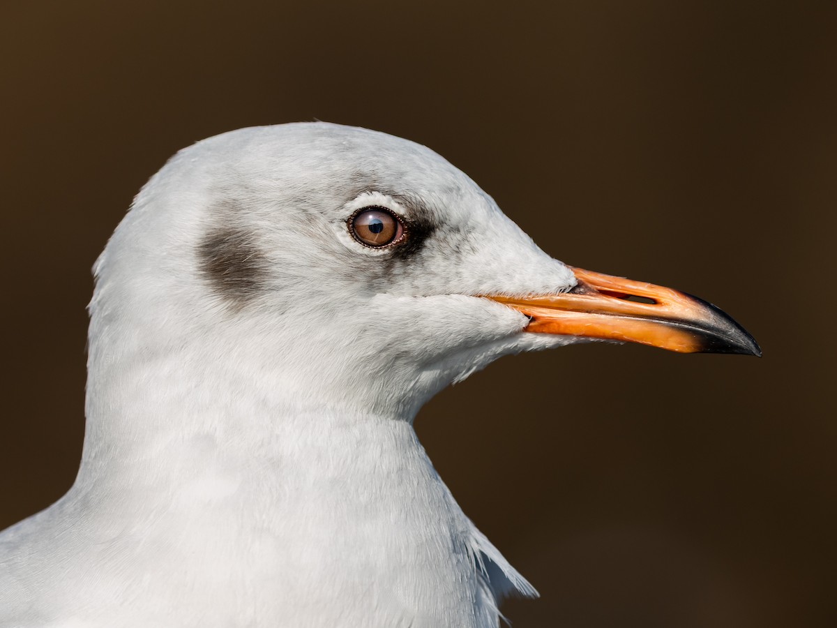 Gaviota Centroasiática - ML646046399