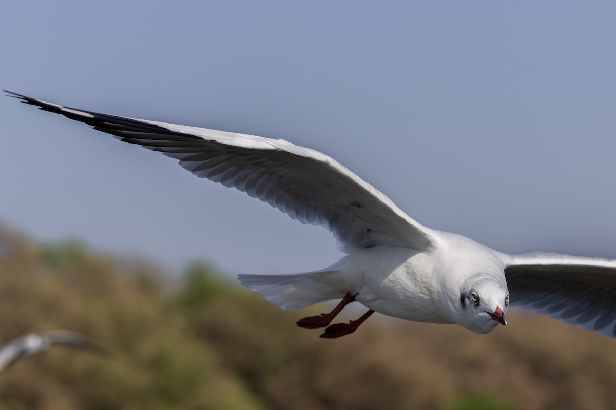 Gaviota Centroasiática - ML646046400