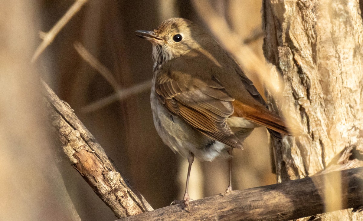 Hermit Thrush - ML646046401