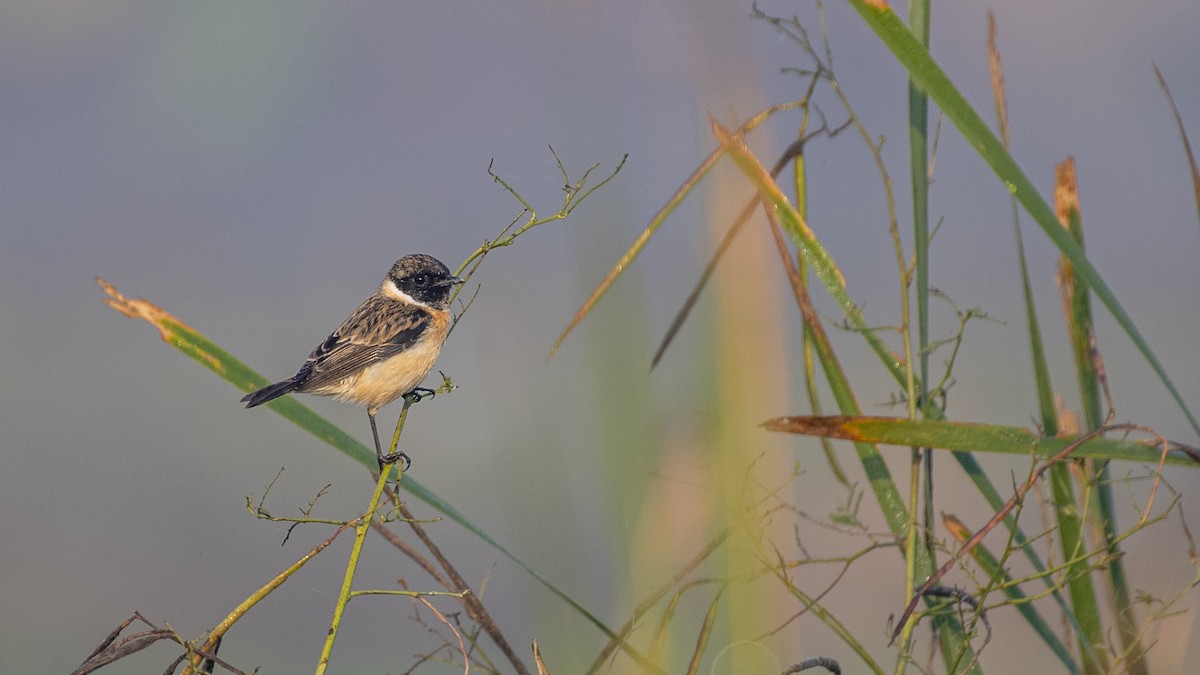 bramborníček sibiřský - ML646046405