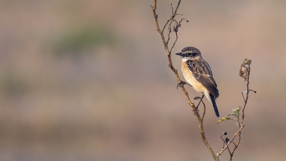 bramborníček sibiřský - ML646046406