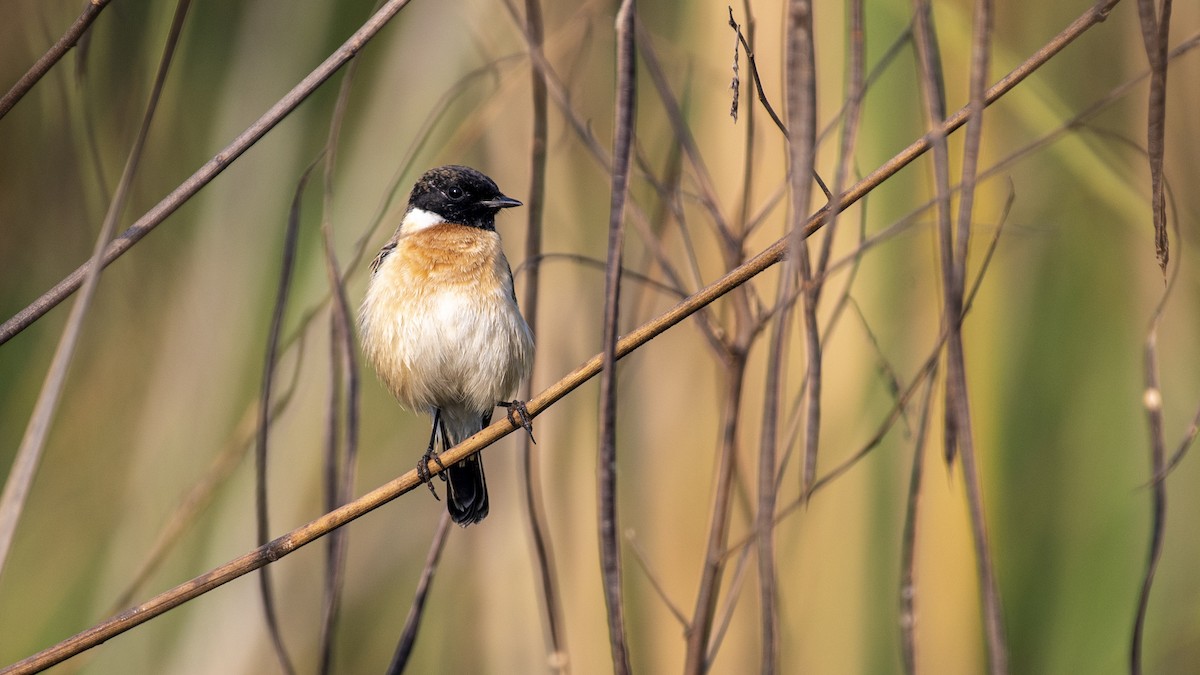 bramborníček sibiřský - ML646046407