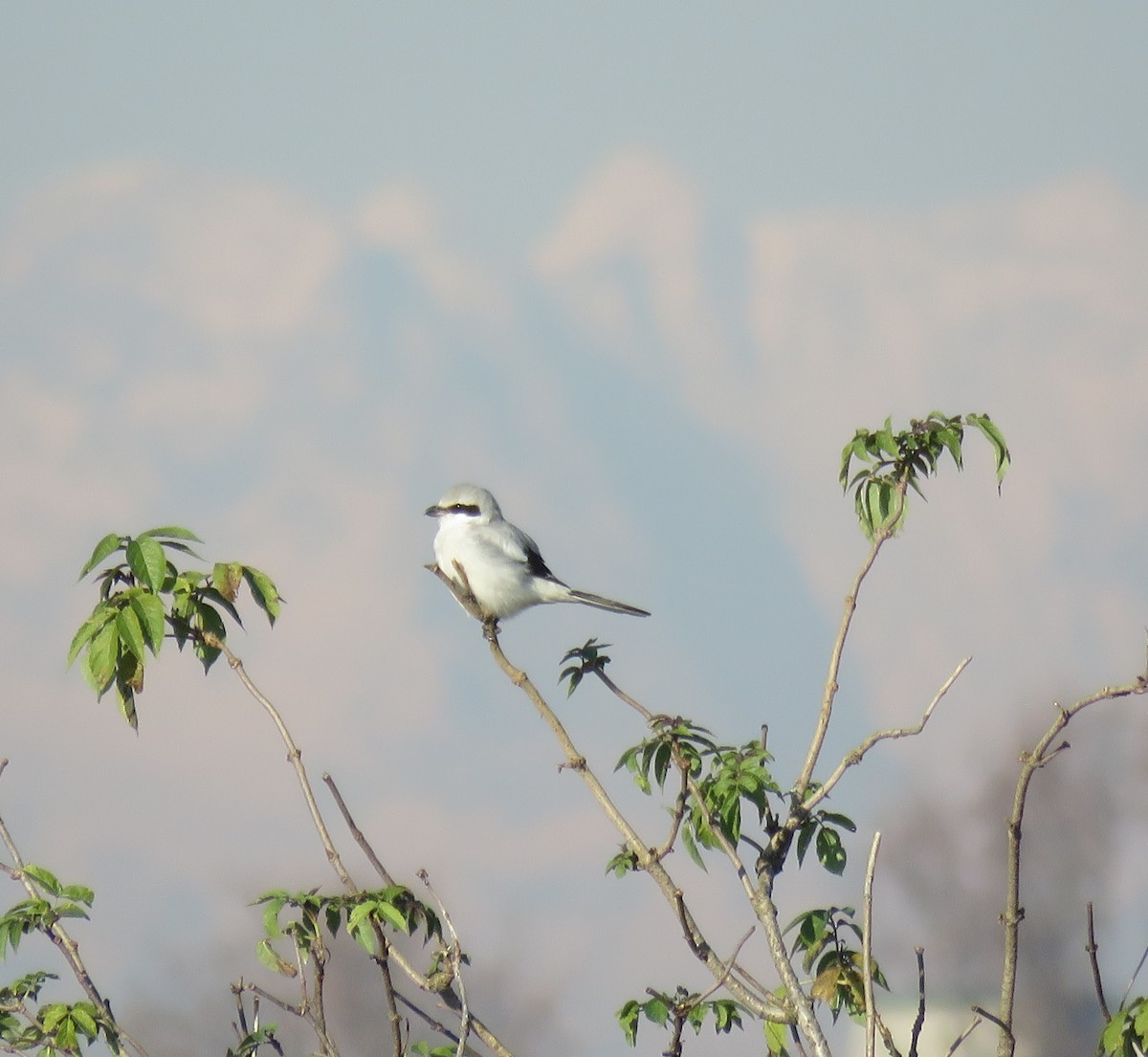 西方灰伯勞 - ML646046409