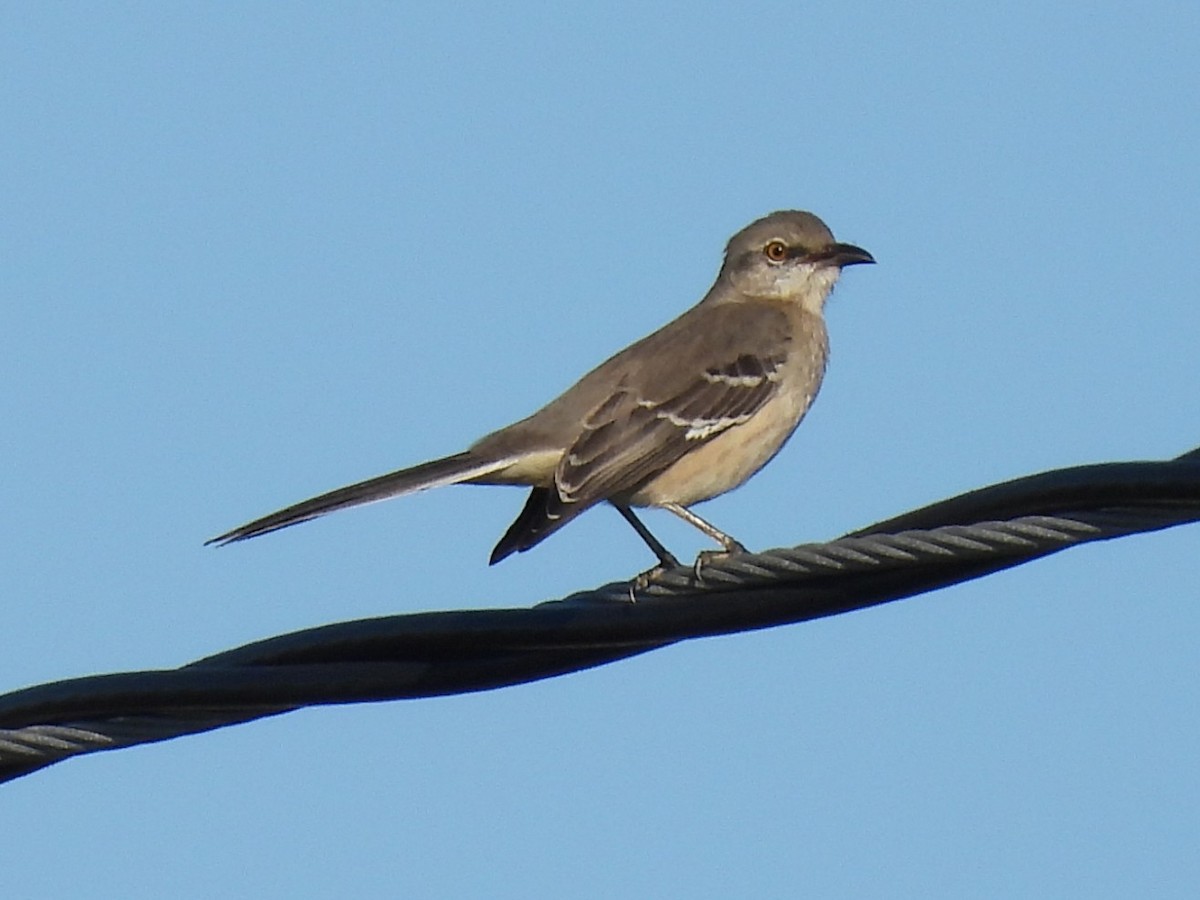 Kuzeyli Taklitçi - ML646046410