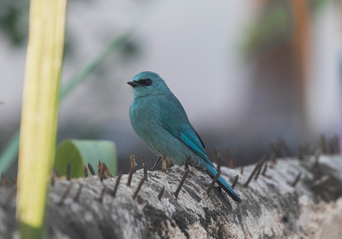 Verditer Flycatcher - ML646046411