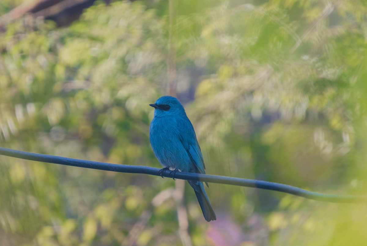 Verditer Flycatcher - ML646046412