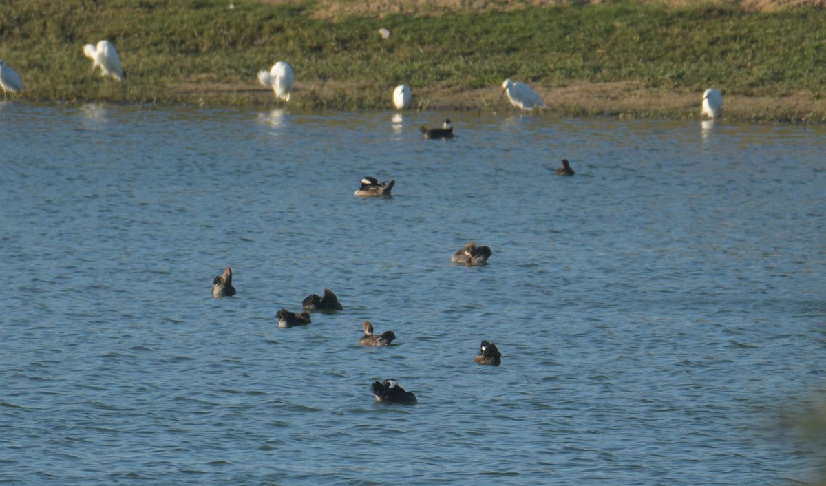 Hooded Merganser - ML646046414