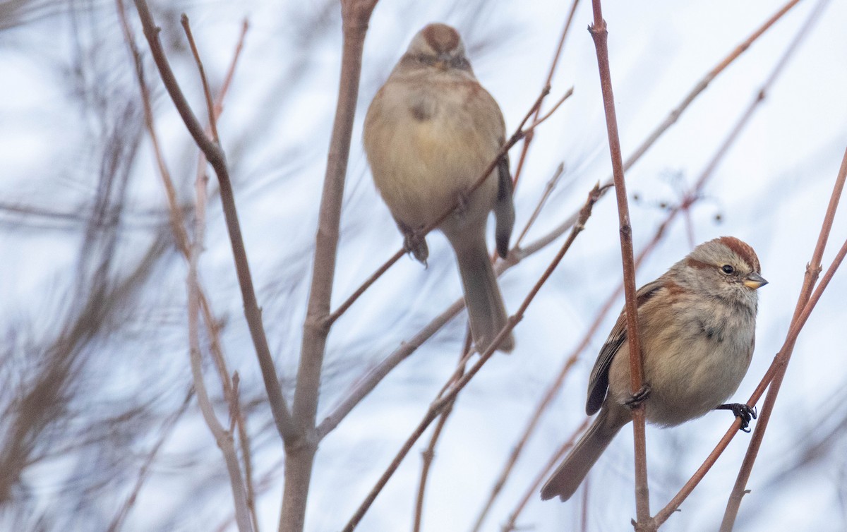 American Tree Sparrow - ML646046415