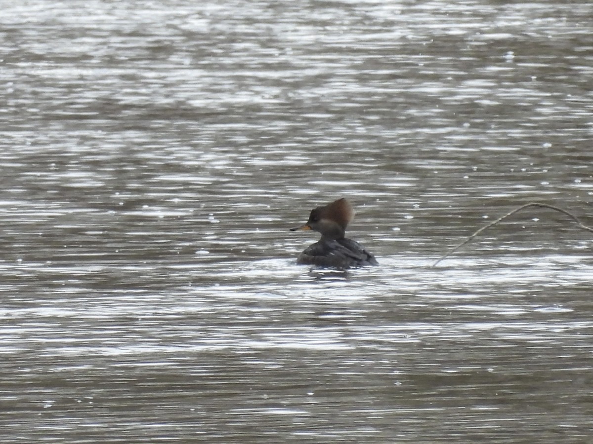 Hooded Merganser - ML646046420